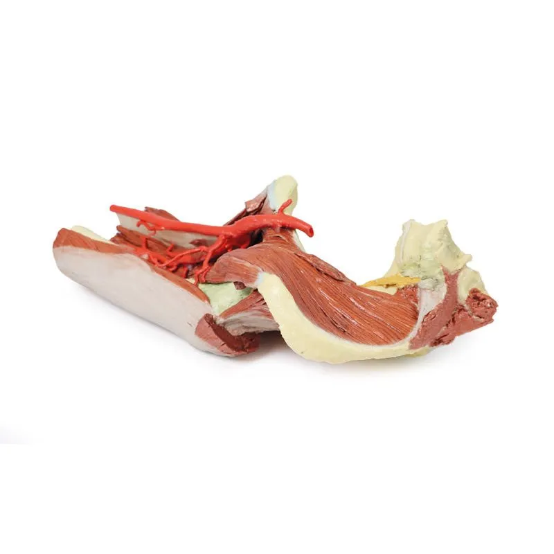 3D Printed Lower Limb - deep dissection of a left pelvis and thigh