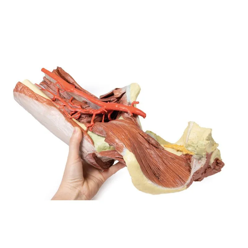 3D Printed Lower Limb - deep dissection of a left pelvis and thigh
