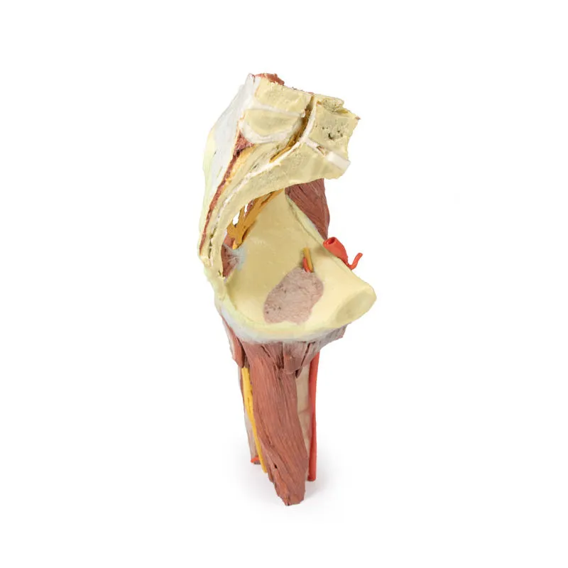 3D Printed Lower Limb - deep dissection of a left pelvis and thigh
