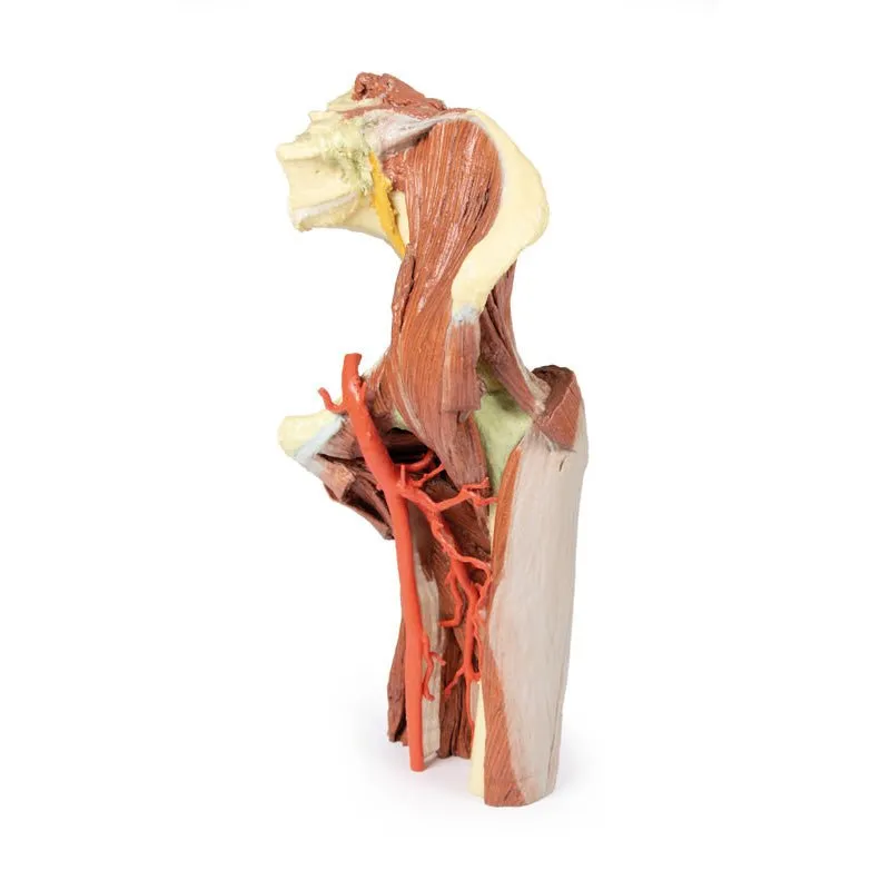 3D Printed Lower Limb - deep dissection of a left pelvis and thigh