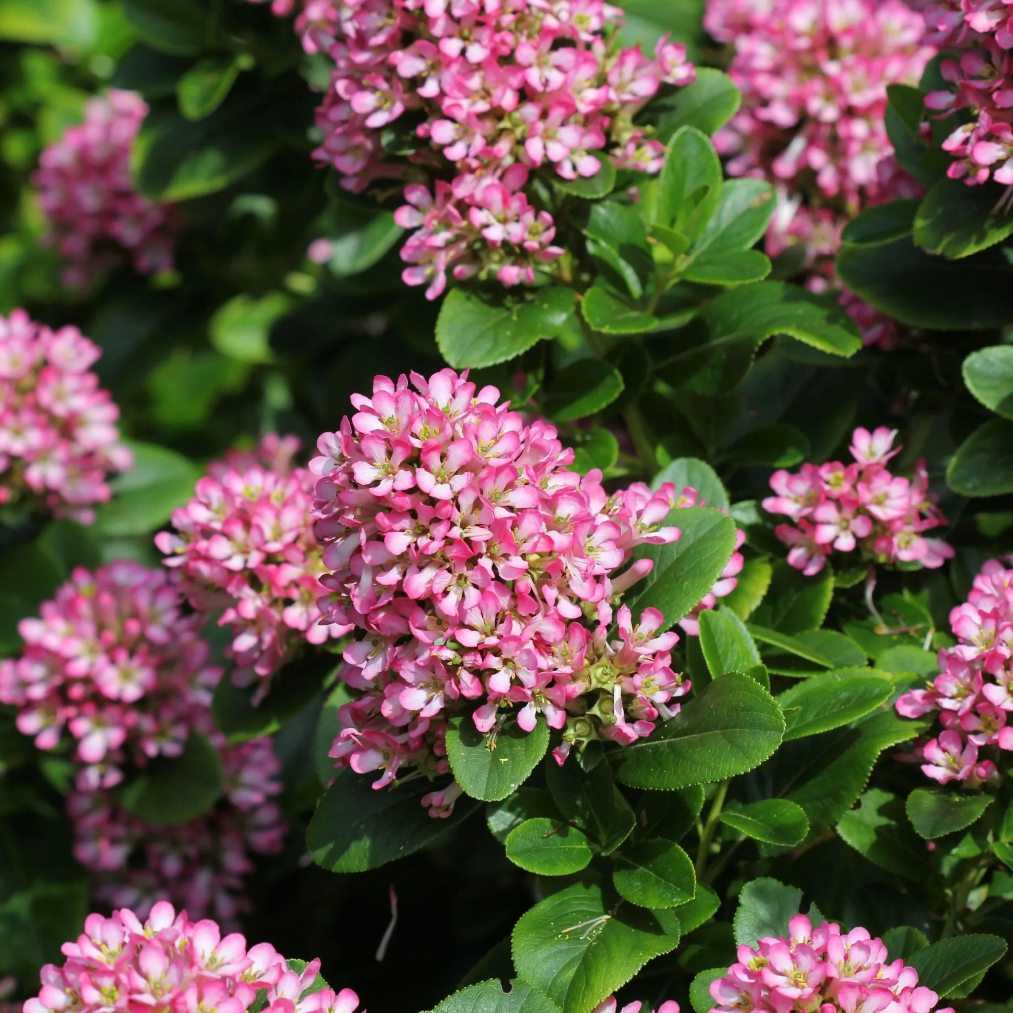 Escallonia 'Pink Elle' 9cm (PRE ORDER MARCH 2025)